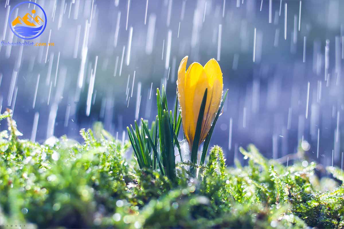 Mùa mưa ở miền Nam thường có lượng nước nhiều