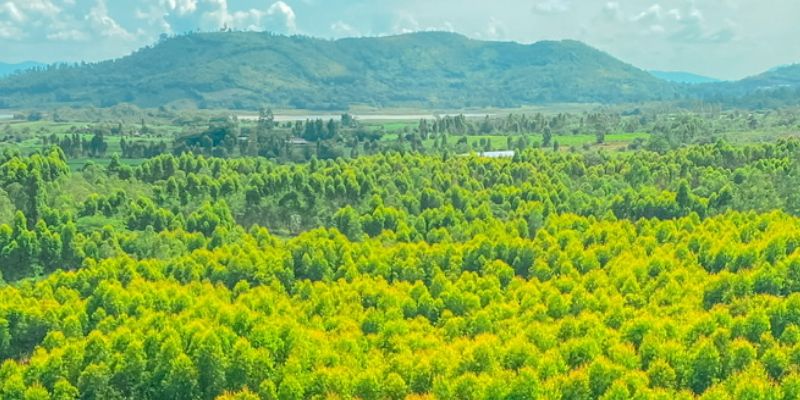 Đắk Lắk đại ngàn xanh bát ngát