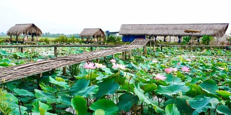 Điều kiện khí hậu thuận lợi cho cây sen